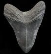 Huge, Fossil Megalodon Tooth - Georgia #74660-2